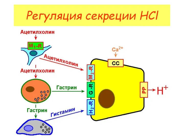 Регуляция секреции HCl