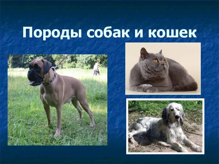Породы собак и кошек