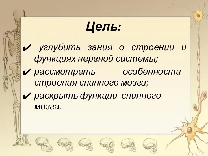 Цель: углубить зания о строении и функциях нервной системы; рассмотреть особенности строения