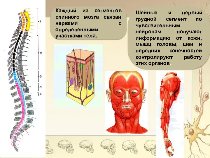 Каждый из сегментов спинного мозга связан нервами с определенными участками тела. Шейные