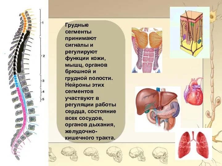 Грудные сегменты принимают сигналы и регулируют функции кожи, мышц, органов брюшной и
