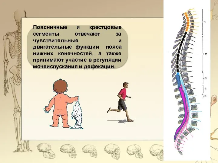 Поясничные и крестцовые сегменты отвечают за чувствительные и двигательные функции пояса нижних