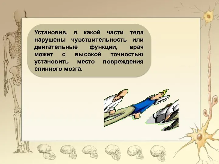 Установив, в какой части тела нарушены чувствительность или двигательные функции, врач может