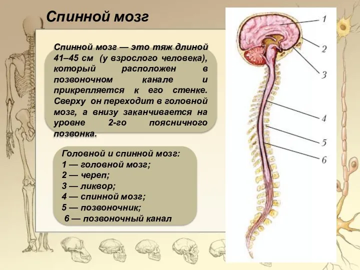 Спинной мозг Спинной мозг — это тяж длиной 41–45 см (у взрослого