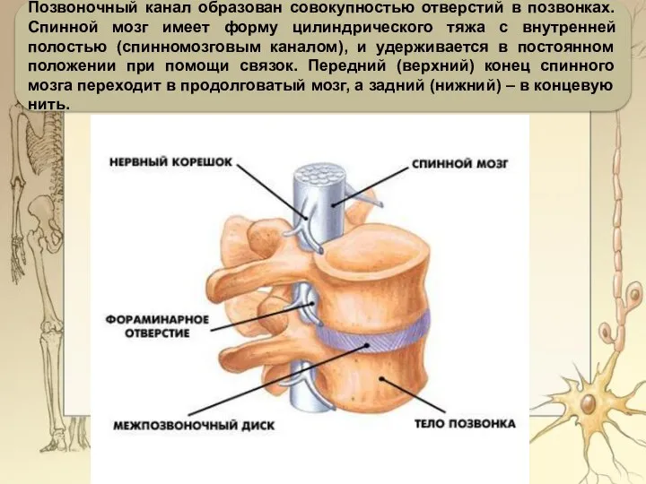 Позвоночный канал образован совокупностью отверстий в позвонках. Спинной мозг имеет форму цилиндрического
