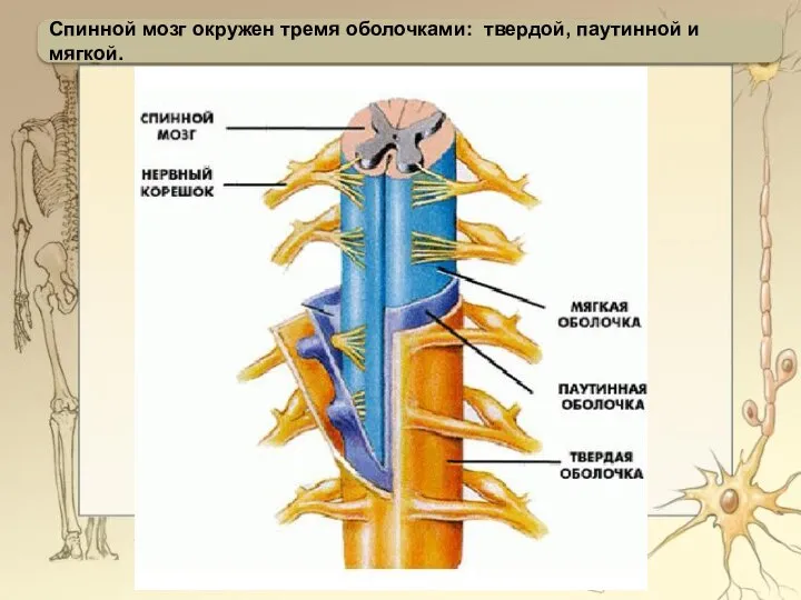 Спинной мозг окружен тремя оболочками: твердой, паутинной и мягкой.