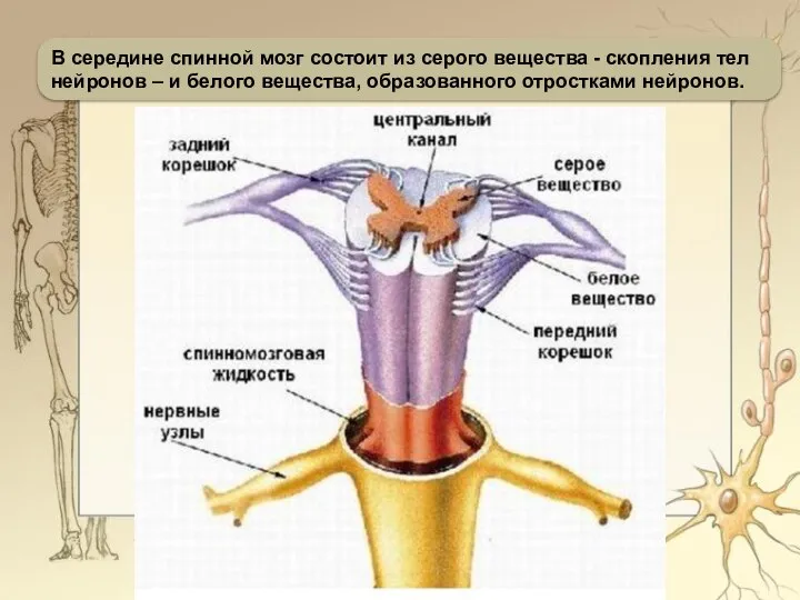 В середине спинной мозг состоит из серого вещества - скопления тел нейронов