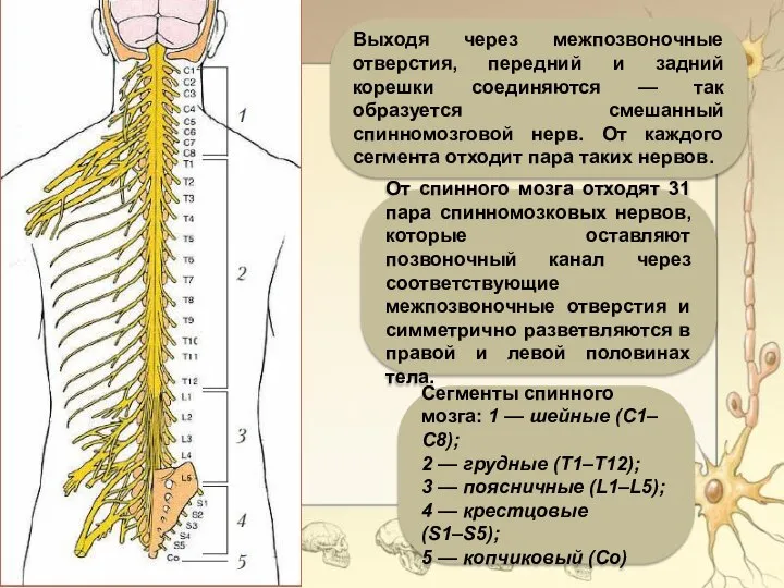 Выходя через межпозвоночные отверстия, передний и задний корешки соединяются — так образуется