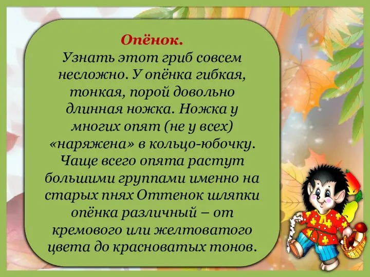 1 Опёнок. Узнать этот гриб совсем несложно. У опёнка гибкая, тонкая, порой