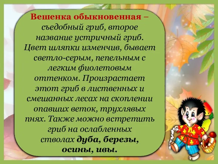 1 Вешенка обыкновенная – съедобный гриб, второе название устричный гриб. Цвет шляпки