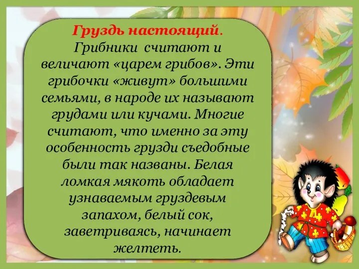 1 Груздь настоящий. Грибники считают и величают «царем грибов». Эти грибочки «живут»