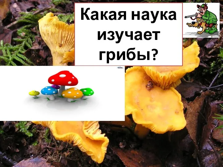 Какая наука изучает грибы? Микология