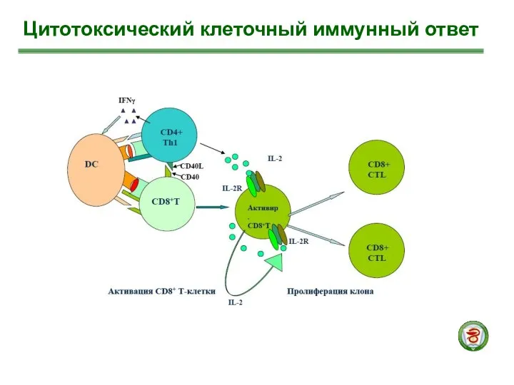 Цитотоксический клеточный иммунный ответ