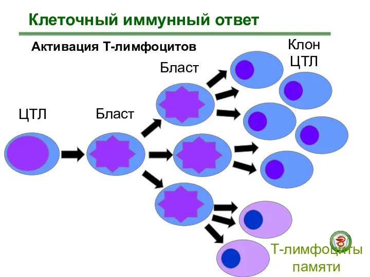 Клеточный иммунный ответ Активация Т-лимфоцитов