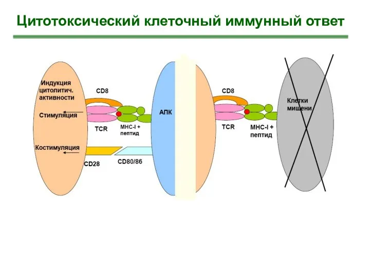 Цитотоксический клеточный иммунный ответ