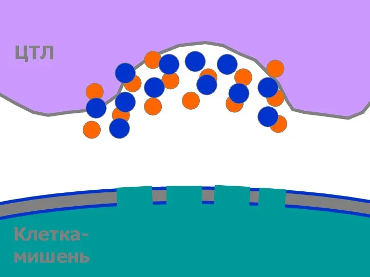 ЦТЛ Клетка- мишень