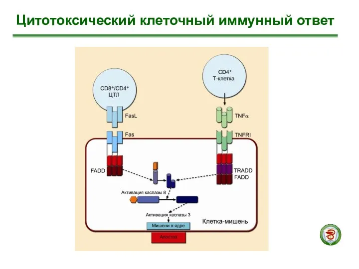 Цитотоксический клеточный иммунный ответ