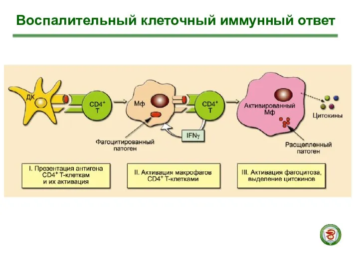 Воспалительный клеточный иммунный ответ