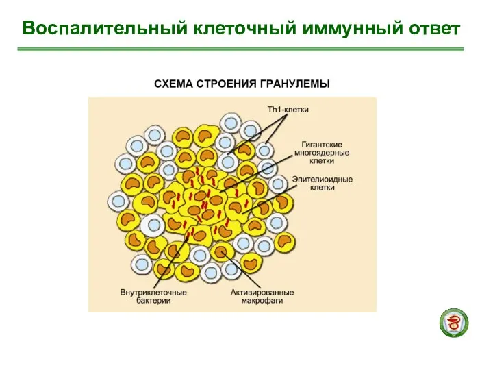 Воспалительный клеточный иммунный ответ