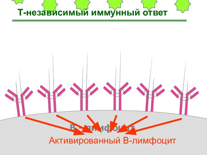 В - лимфоцит Активированный В-лимфоцит Т-независимый иммунный ответ