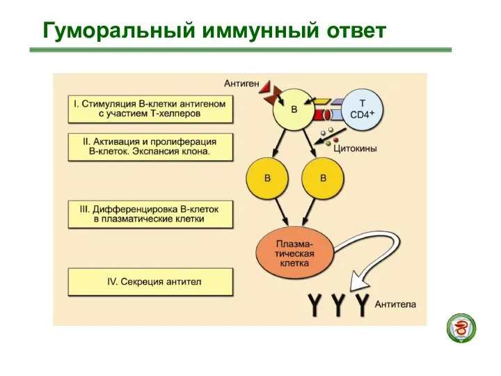 Гуморальный иммунный ответ