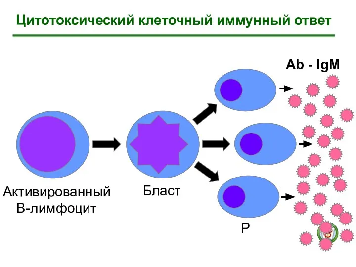 Цитотоксический клеточный иммунный ответ