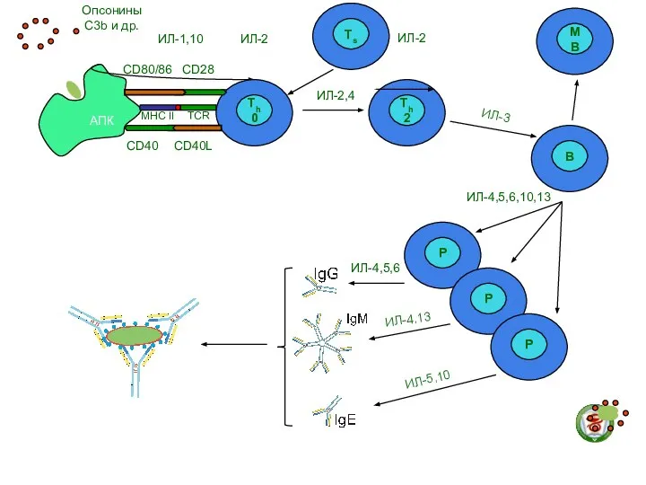 Опсонины С3b и др. ИЛ-2 ИЛ-2 ИЛ-3 ИЛ-1,10 ИЛ-2,4 ИЛ-4,5,6,10,13