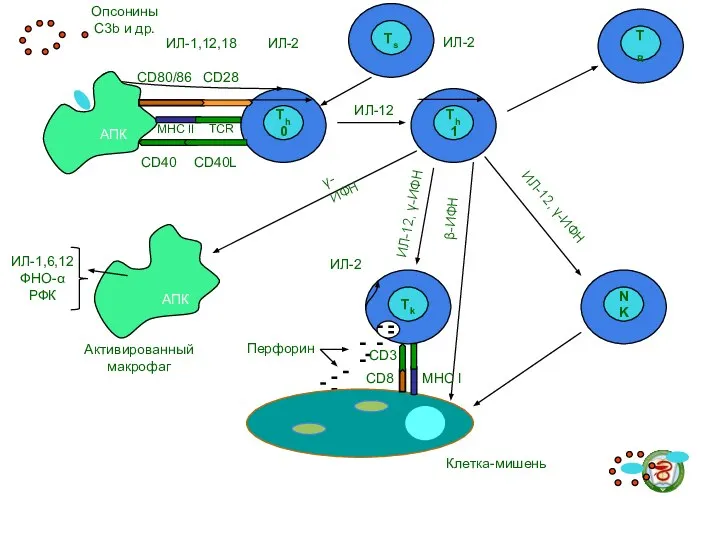 Опсонины С3b и др. Активированный макрофаг ИЛ-2 ИЛ-2 ИЛ-12, γ-ИФН ИЛ-12, γ-ИФН