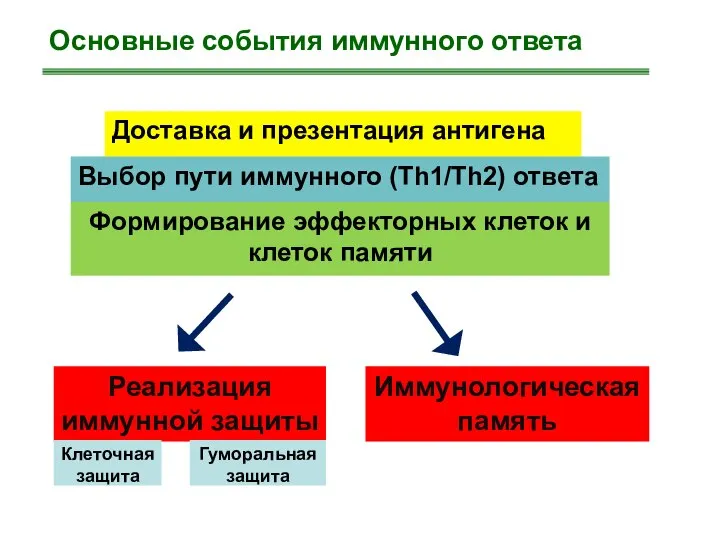 Основные события иммунного ответа Доставка и презентация антигена Выбор пути иммунного (Тh1/Th2)