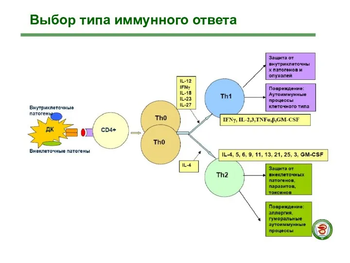 Выбор типа иммунного ответа