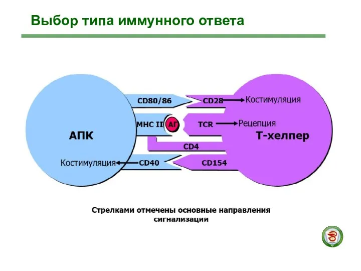 Выбор типа иммунного ответа