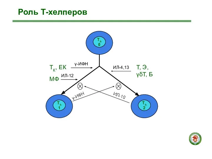 Роль Т-хелперов ТК, ЕК МФ γ-ИФН ИЛ-12 Т, Э, γδТ, Б ИЛ-4,13 γ-ИФН ИЛ-10