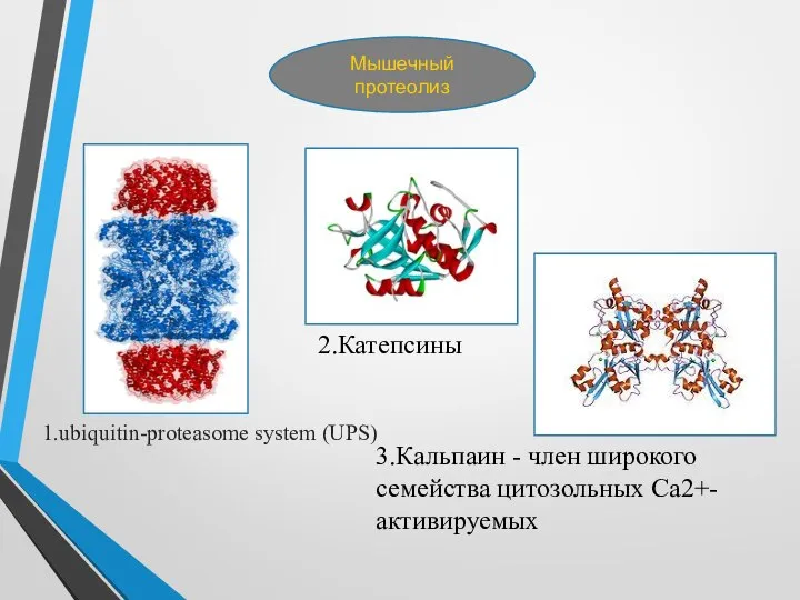 Мышечный протеолиз 3.Кальпаин - член широкого семейства цитозольных Са2+-активируемых 1.ubiquitin-proteasome system (UPS) 2.Катепсины