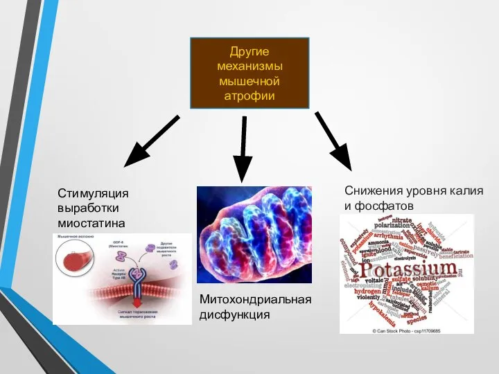 Другие механизмы мышечной атрофии Стимуляция выработки миостатина Митохондриальная дисфункция Снижения уровня калия и фосфатов