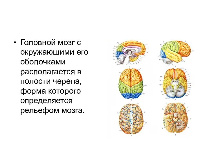 Головной мозг с окружающими его оболочками располагается в полости черепа, форма которого определяется рельефом мозга.
