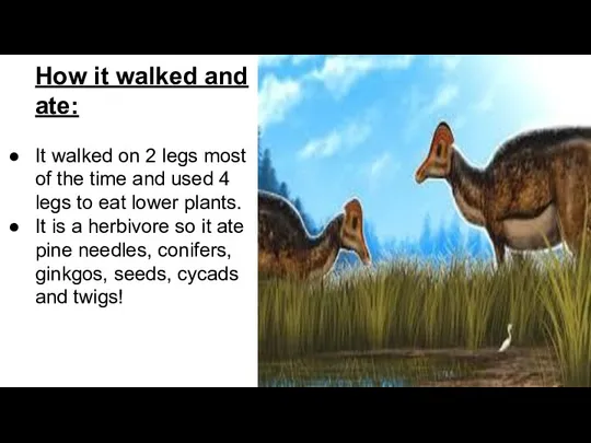 How it walked and ate: It walked on 2 legs most of