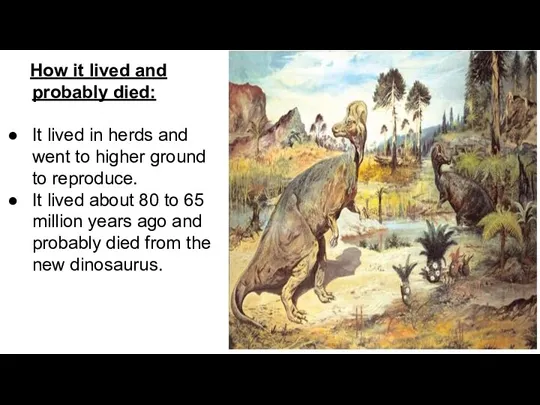 How it lived and probably died: It lived in herds and went