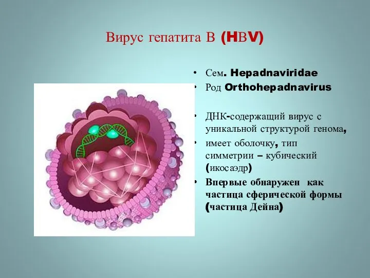 Вирус гепатита В (HВV) Сем. Hepadnaviridae Род Orthohepadnavirus ДНК-содержащий вирус с уникальной