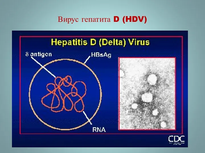 Вирус гепатита D (HDV)