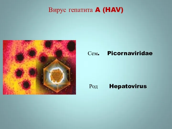 Вирус гепатита A (HAV) Сем. Picornaviridae Род Hepatovirus