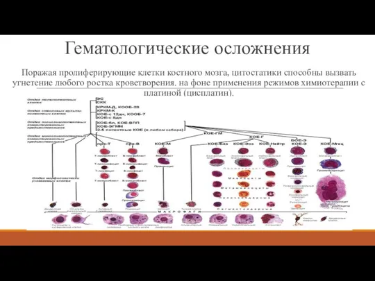 Гематологические осложнения Поражая пролиферирующие клетки костного мозга, цитостатики способны вызвать угнетение любого