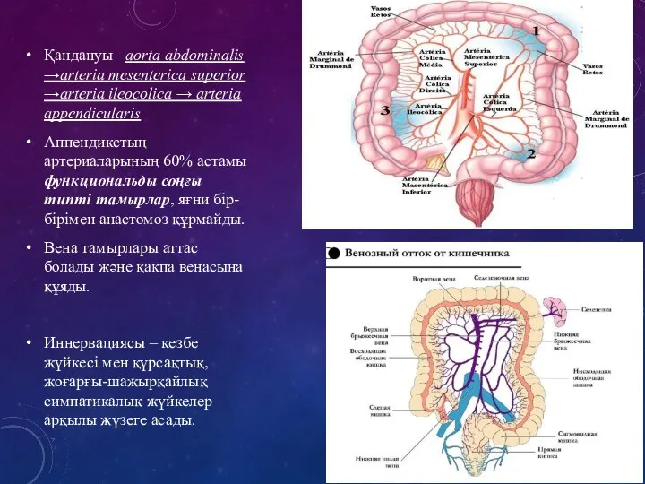 Қандануы –aorta abdominalis →arteria mesenterica superior →arteria ileocolica → arteria appendicularis Аппендикстың