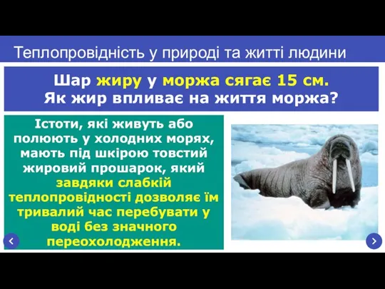 Істоти, які живуть або полюють у холодних морях, мають під шкірою товстий