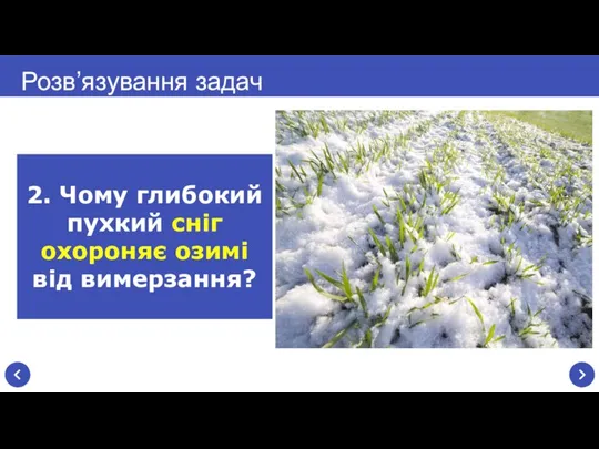 Розв’язування задач 2. Чому глибокий пухкий сніг охороняє озимі від вимерзання?