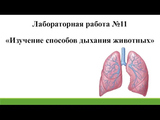 Лабораторная работа №11 «Изучение способов дыхания животных»