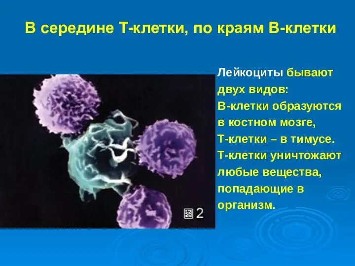 В середине T-клетки, по краям B-клетки Лейкоциты бывают двух видов: B-клетки образуются