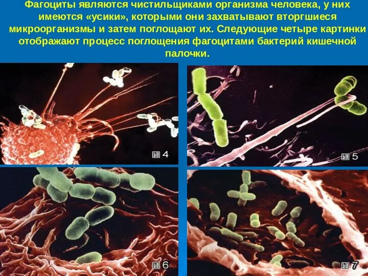 Фагоциты являются чистильщиками организма человека, у них имеются «усики», которыми они захватывают