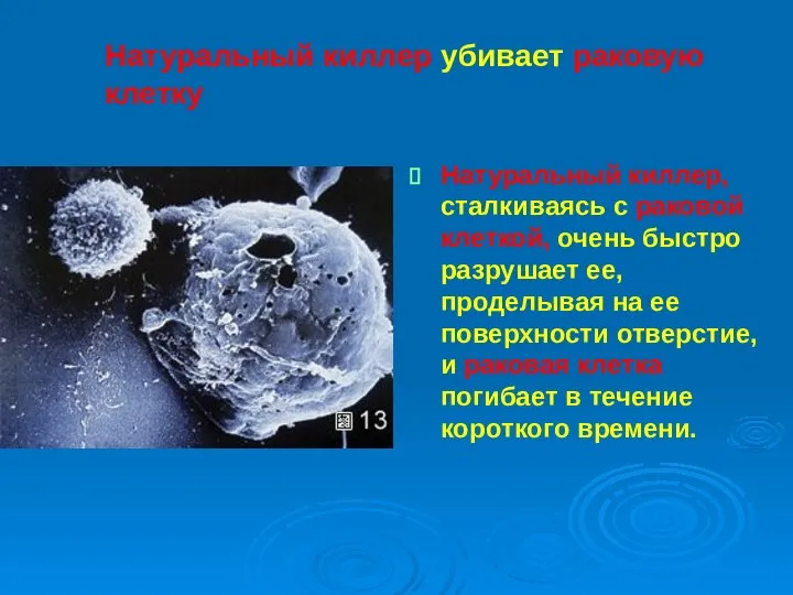 Натуральный киллер убивает раковую клетку Натуральный киллер, сталкиваясь с раковой клеткой, очень