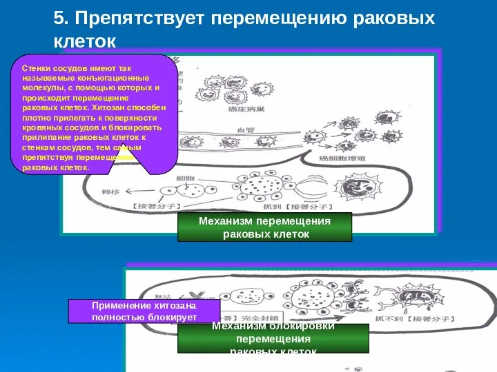 5. Препятствует перемещению раковых клеток Механизм перемещения раковых клеток Применение хитозана полностью