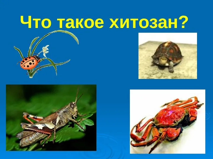 Что такое хитозан?